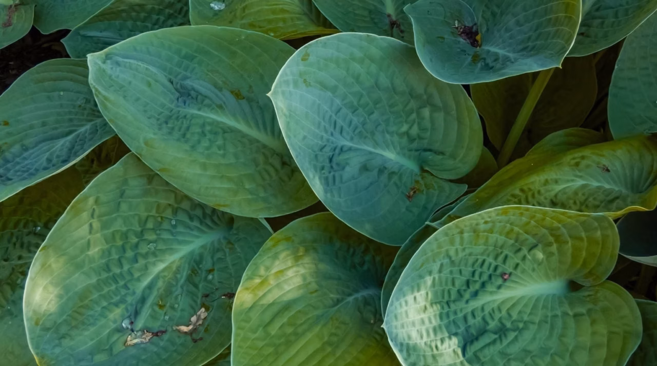 Haie brise-vent : nos meilleures plantes testées