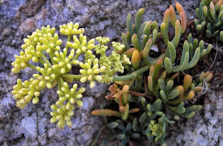 Plantes vertes d&rsquo;intérieur photos et noms : 20 espèces