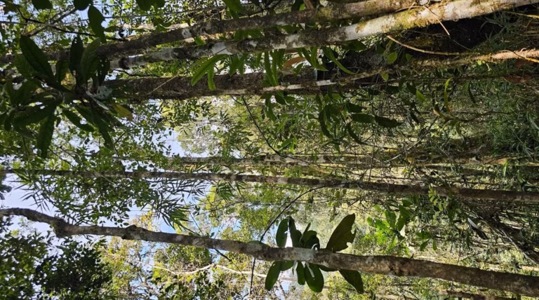 À Plouyé, l’agroforesterie : quand l’arbre devient l’épine dorsale d’une agriculture durable et résiliente